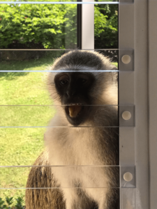 Clear burglar bar keeping monkey out